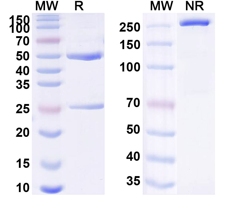 SDS-PAGE for Anti-Human Glucagon R/GCGR Reference Antibody (Crotedumab, RUO)
