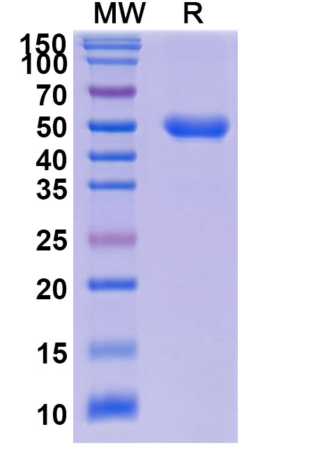 SDS-PAGE for Research Grade Dalantercept