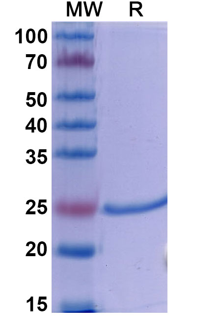 SDS-PAGE for Anti-Human CD40 Ligand/TNFSF5 Reference Antibody (Dapirolizumab, RUO)