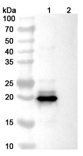 Western blot for Anti-Human IFN-beta Reference Antibody (Dazukibart, RUO)