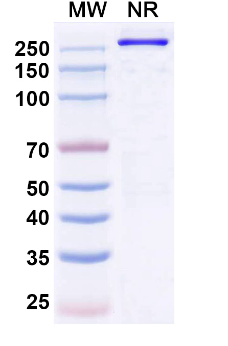 SDS-PAGE for Anti-Human CCR8 Reference Antibody (Denikitug, RUO)