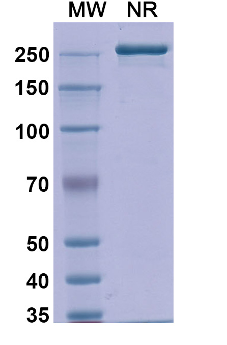 SDS-PAGE for Anti-Human CD20 Reference Antibody (Detumomab, RUO)