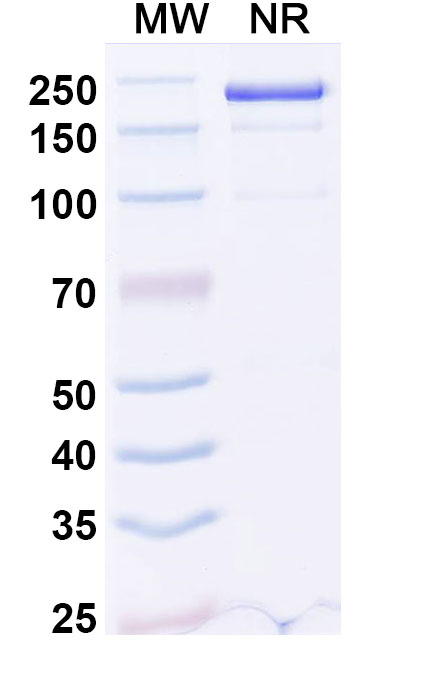 SDS-PAGE for Anti-Human IL-4R alpha Reference Antibody (Dupilumab, RUO)