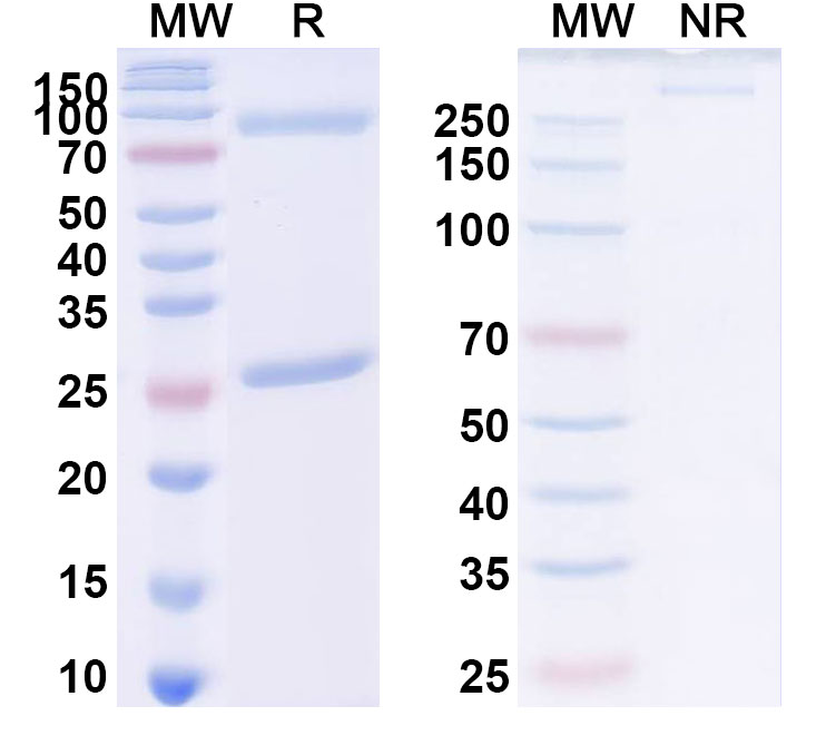 SDS-PAGE for Anti-Endotoxin/LipidA Reference Antibody (Edobacomab, RUO)