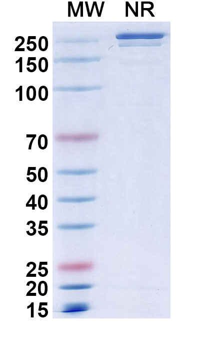 SDS-PAGE for Anti-Human CRACC/SLAMF7 Reference Antibody (Elotuzumab, RUO)