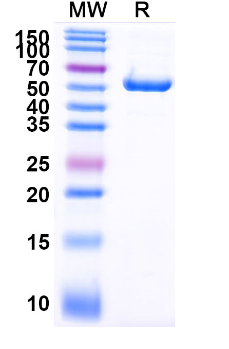 SDS-PAGE for Anti-Human CD33 & CD3E Bispecific Reference Antibody (Eluvixtamab, RUO)