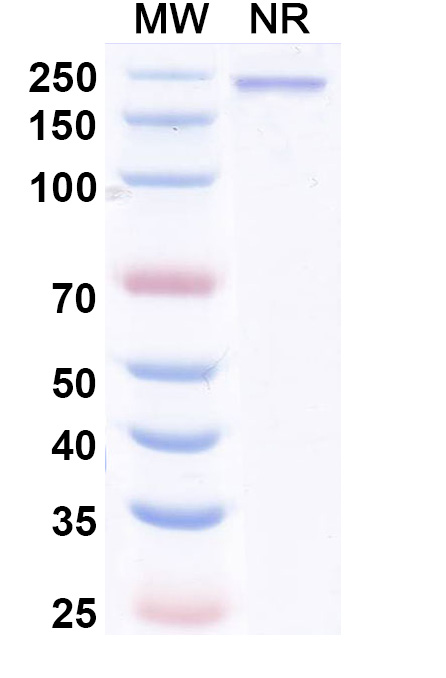 SDS-PAGE for Anti-Human PD-1 Reference Antibody (Enlonstobart, RUO)