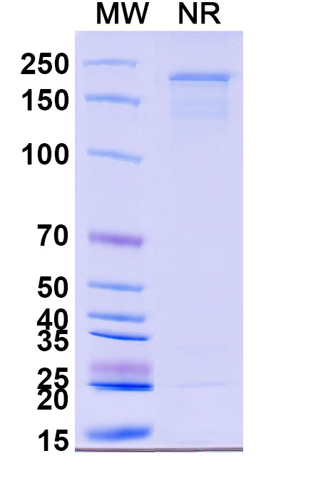 SDS-PAGE for Anti-Human CD340/ERBB2/HER2 & CD3E Bispecific Reference Antibody (Ertumaxomab, RUO)