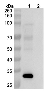 Western blot for Anti-Human TGF-alpha&Epiregulin Reference Antibody (Fepixnebart, RUO)