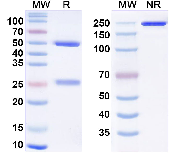 SDS-PAGE for Anti-Human LAG-3 Reference Antibody (Fianlimab, RUO)