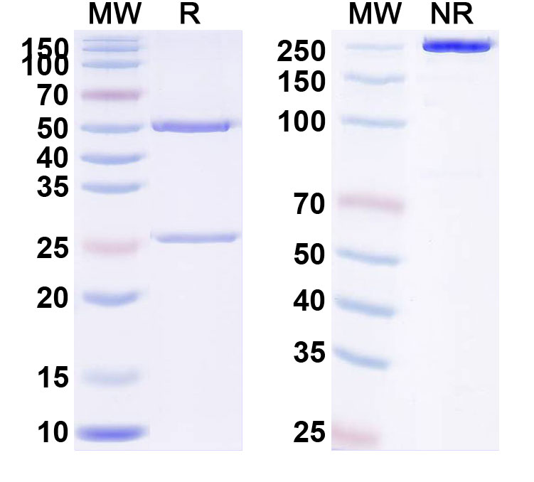 SDS-PAGE for Anti-Human beta-NGF Reference Antibody (Frunevetmab, RUO)