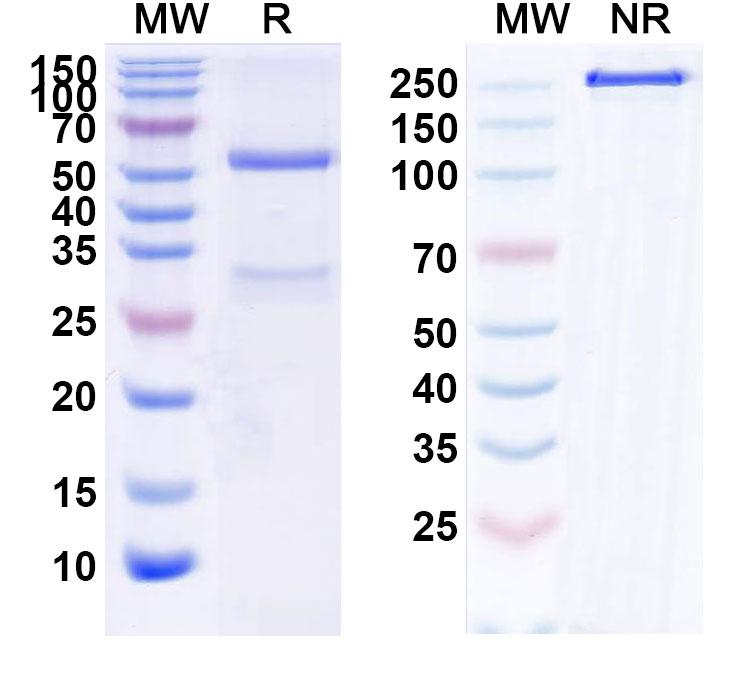 SDS-PAGE for Anti-Human beta-NGF Reference Antibody (Fulranumab, RUO)
