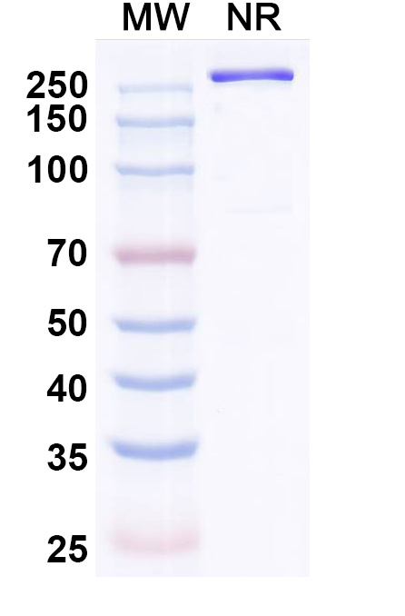 SDS-PAGE for Anti-SARS-CoV-2 RBD Reference Antibody (Gorivitug, RUO)