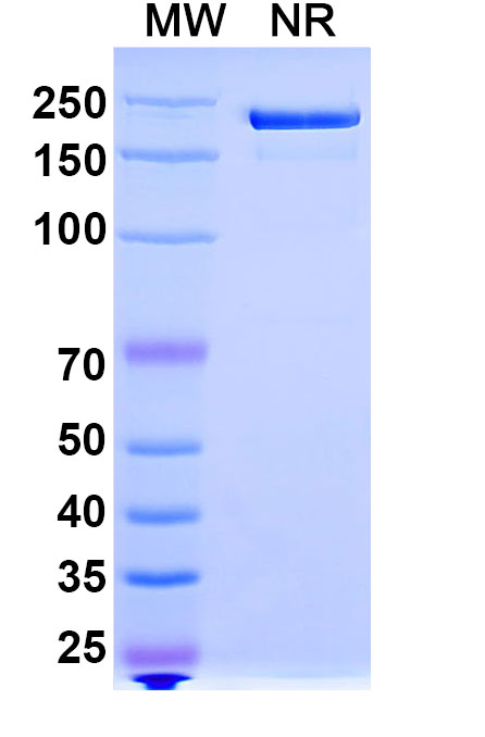 SDS-PAGE for Anti-Human IL-18/IL-1F4 Reference Antibody (Humax-Il8, RUO)