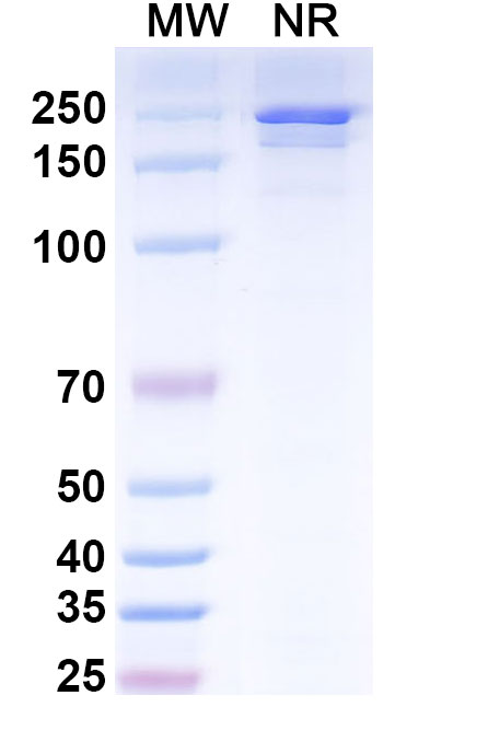 SDS-PAGE for Anti-Human EphA3 Reference Antibody (Ifabotuzumab, RUO)