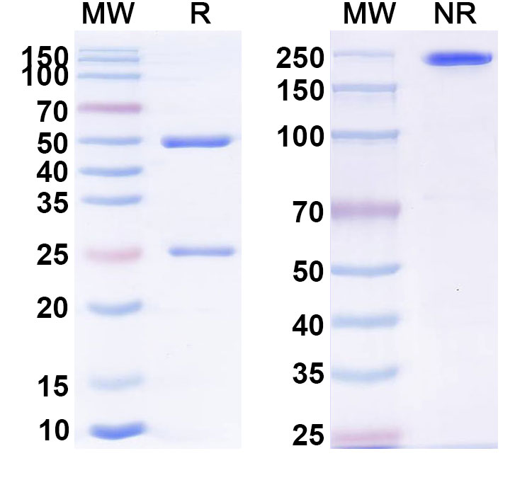 SDS-PAGE for Anti-Human Siglec-2/CD22 Reference Antibody (Immurait-Ll2Mab, RUO)