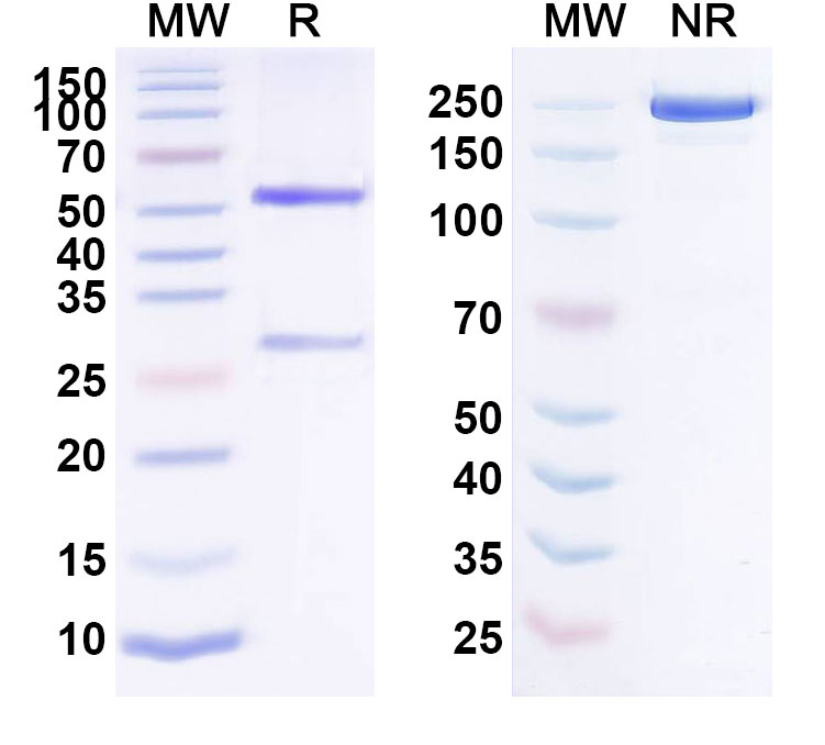 SDS-PAGE for Anti-Human Integrin alpha V/CD51 Reference Antibody (Intetumumab, RUO)