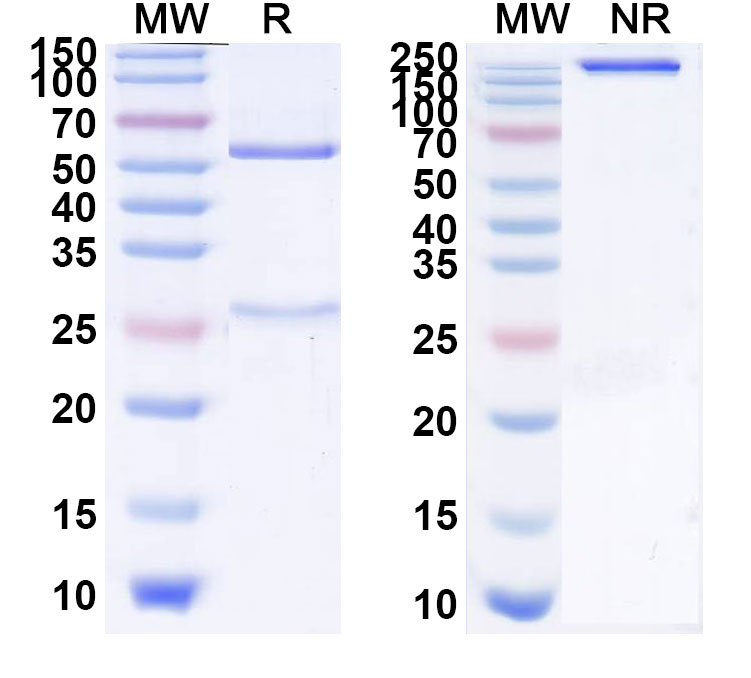 SDS-PAGE for Anti-Human TGF-beta 1 Reference Antibody (Linavonkibart, RUO)