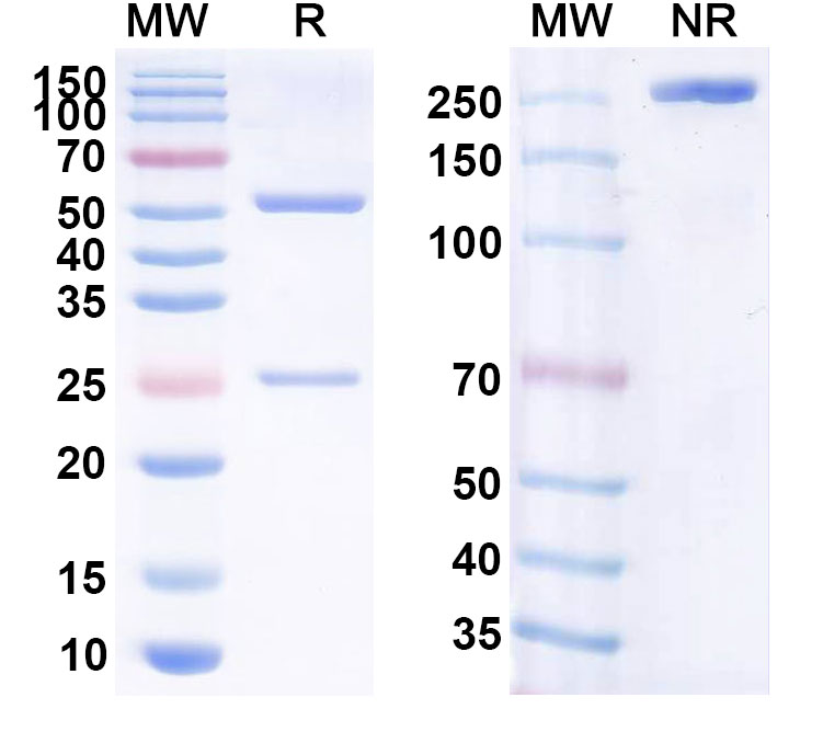 SDS-PAGE for Anti-Human CD40/TNFRSF5 Reference Antibody (Lucatumumab, RUO)