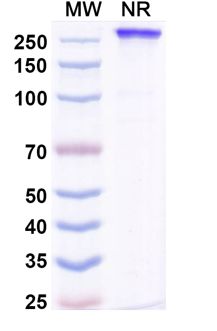 SDS-PAGE for Research Grade Lucorafusp Alfa