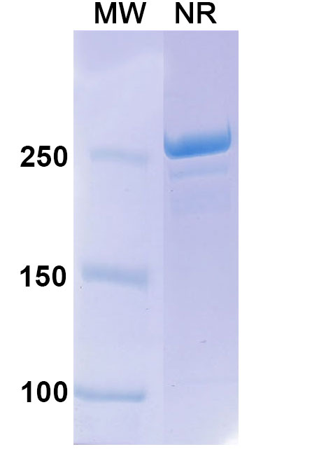 SDS-PAGE for Anti-Human IL-1 alpha/IL-1F1 Reference Antibody (Lutikizumab, RUO)