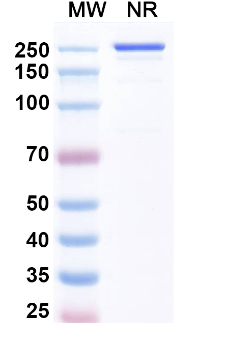SDS-PAGE for Anti-Human FOLR1 Reference Antibody (Luveltamab, RUO)