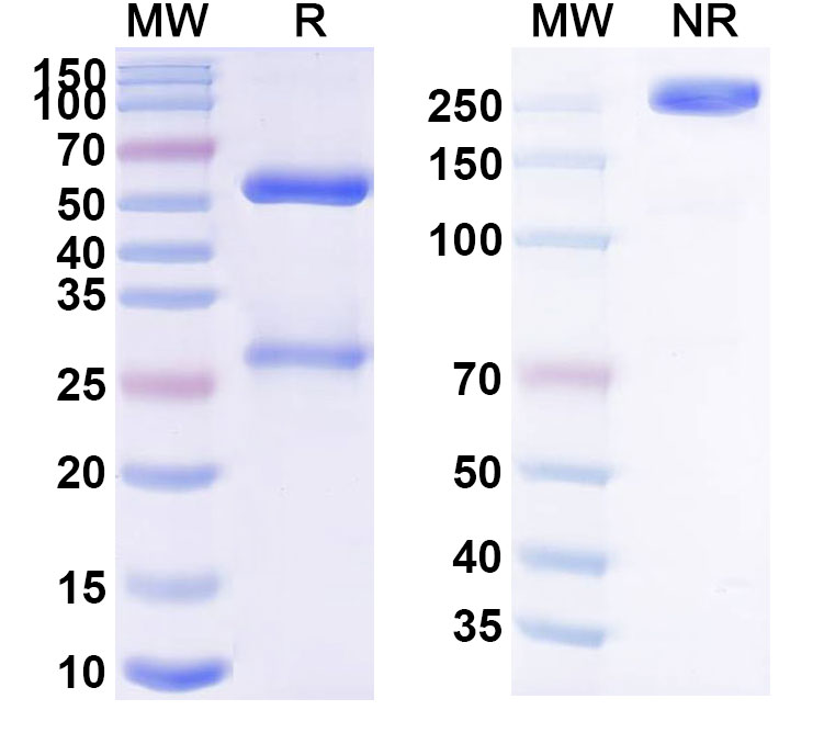 SDS-PAGE for Anti-Human CD19 Reference Antibody (Mdx-1342, RUO)