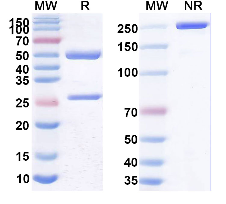 SDS-PAGE for Anti-Human TRAILR1/TNFRSF10A Reference Antibody (Mapatumumab, RUO)