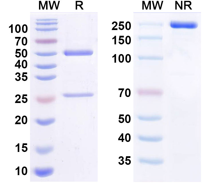 SDS-PAGE for Anti-Human CD38 Reference Antibody (Mezagitamab, RUO)