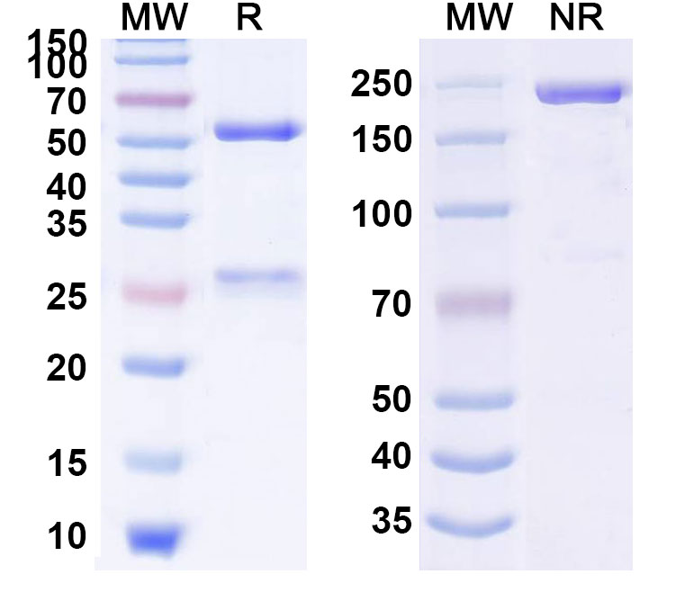 SDS-PAGE for Anti-Human GM-CSF Reference Antibody (Namilumab, RUO)