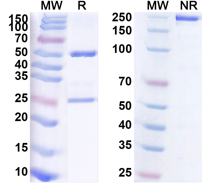SDS-PAGE for Anti-Influenza A virus HA/Hemagglutinin Reference Antibody (Navivumab, RUO)