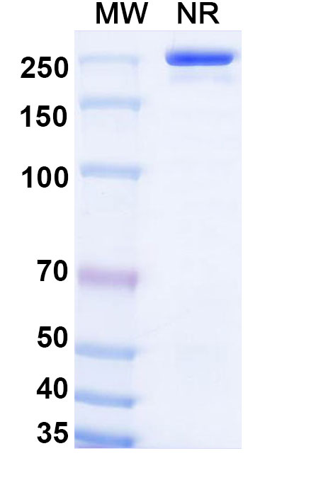 SDS-PAGE for Anti-Human IL-6 Reference Antibody (Olokizumab, RUO)