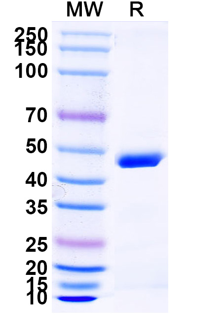 SDS-PAGE for Anti-Human TNFA & ALB Bispecific Reference Antibody (Ozoralizumab, RUO)