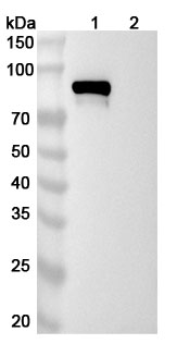 Western blot for Anti-Human Iduronate 2‑Sulfatase/IDS&Transferrin R/TfR Reference Antibody (Pabinafusp Alfa, RUO)