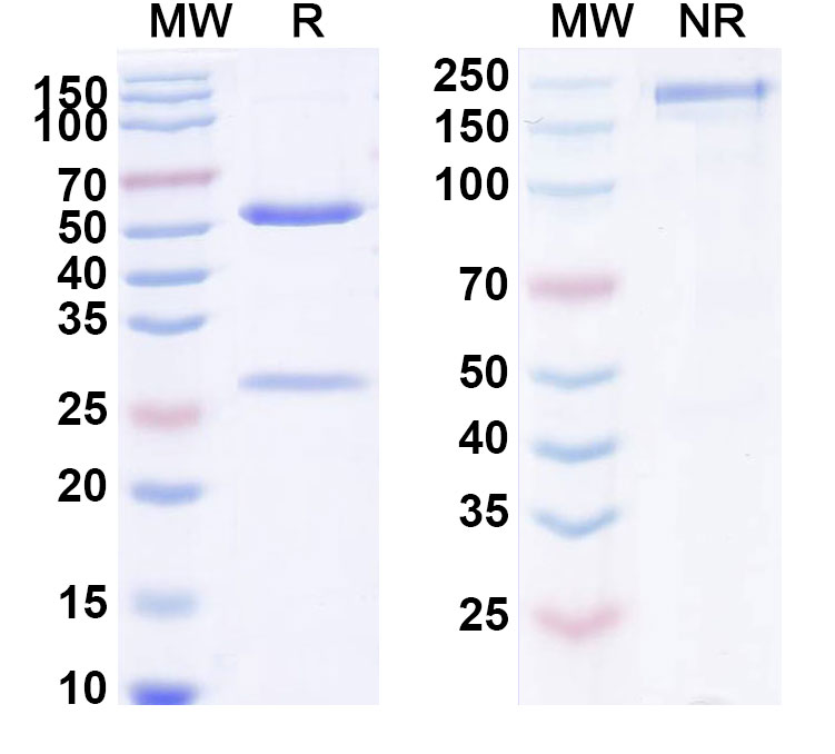 SDS-PAGE for Anti-Human VE-Statin Reference Antibody (Parsatuzumab, RUO)