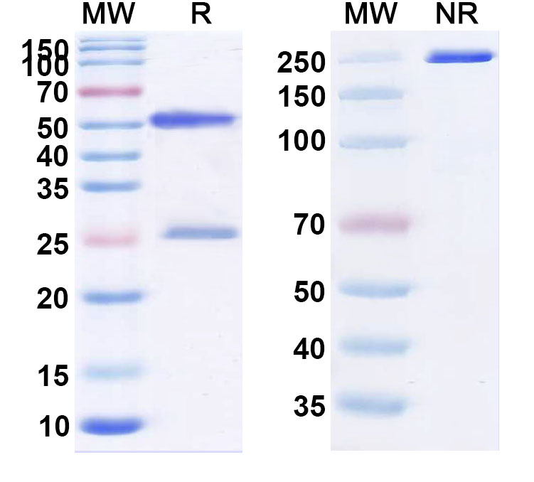 SDS-PAGE for Anti-Human IL-4 Reference Antibody (Pascolizumab, RUO)