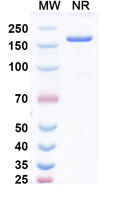 SDS-PAGE for Anti-Human CD223/LAG3 & CD152/CTLA4 Bispecific Reference Antibody (Pavunalimab, RUO)