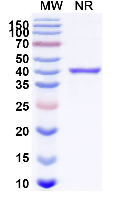 SDS-PAGE for Anti-Human CD28 Reference Antibody (Pegrizeprument, RUO)