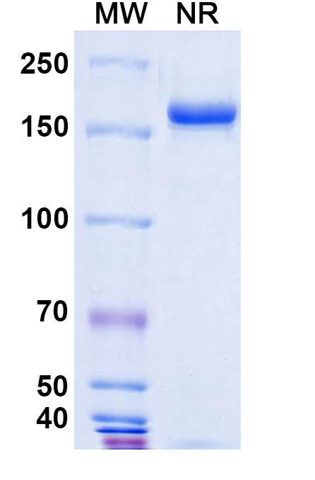 SDS-PAGE for Anti-Human ErbB2/Her2 Reference Antibody (Pertuzumab, RUO)