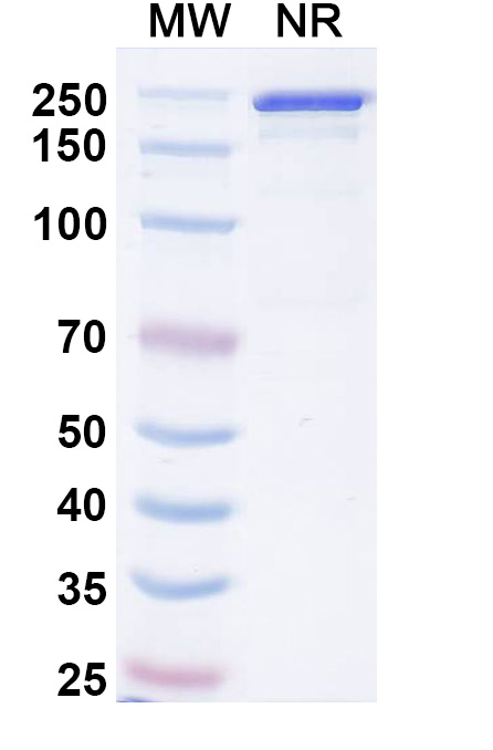SDS-PAGE for Anti-Human IL‑23 p19 Reference Antibody (Picankibart, RUO)