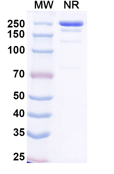 SDS-PAGE for Anti-SARS-CoV-2 RBD Reference Antibody (Plutavimab, RUO)