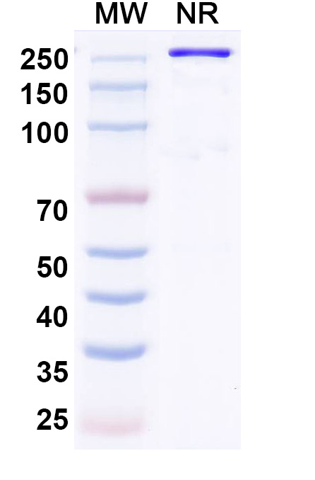 SDS-PAGE for Anti-Human Proprotein Convertase 9/PCSK9 Reference Antibody (Recaticimab, RUO)