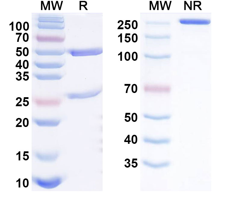 SDS-PAGE for Anti-Human beta-NGF Reference Antibody (Relfovetmab, RUO)