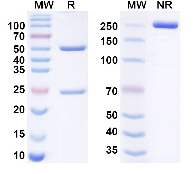 SDS-PAGE for Anti-Human CD161 Reference Antibody (Rezorstobart, RUO)