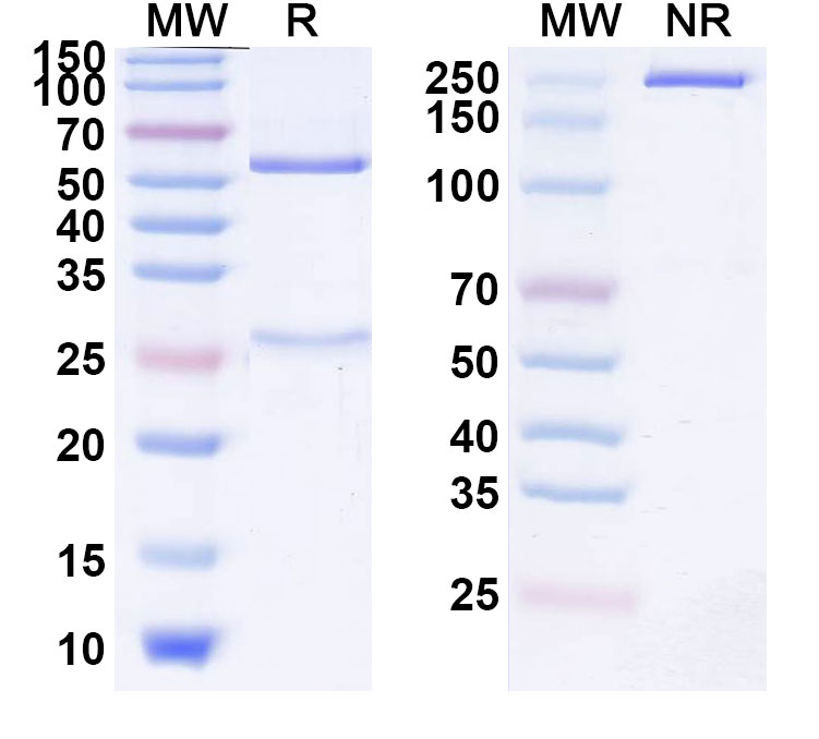 SDS-PAGE for Anti-Human PD-1&TIGIT Reference Antibody (Rilvegostomig, RUO)