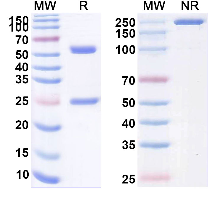 SDS-PAGE for Anti-Human PD-1 Reference Antibody (Rulonilimab, RUO)