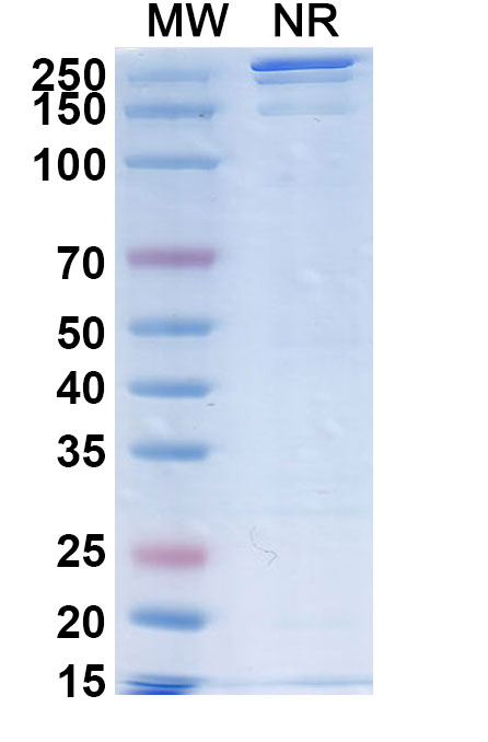 SDS-PAGE for Anti-Human B7-H4 Reference Antibody (Sgn-B7H4V, RUO)