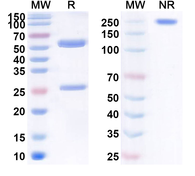 SDS-PAGE for Anti-TAG-72 Reference Antibody (Satumomab, RUO)