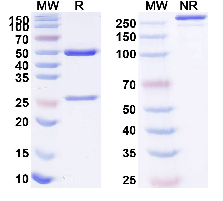 SDS-PAGE for Anti-Human CD40/TNFRSF5 Reference Antibody (Selicrelumab, RUO)