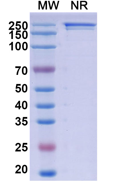 SDS-PAGE for Anti-Human Fibroblast activation protein alpha/FAP Reference Antibody (Sibrotuzumab, RUO)